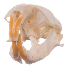 Load image into Gallery viewer, Real Botta&#39;s Pocket Gopher Skull
