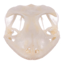 Load image into Gallery viewer, Real Tokay Gecko Skull - Juvenile
