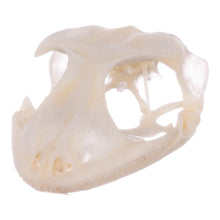 Load image into Gallery viewer, Real Tokay Gecko Skull - Juvenile
