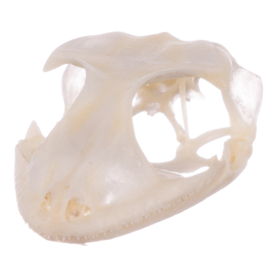 Real Tokay Gecko Skull - Juvenile