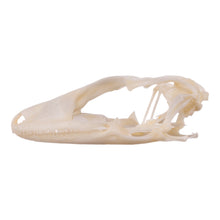 Load image into Gallery viewer, Real Tokay Gecko Skull - Juvenile
