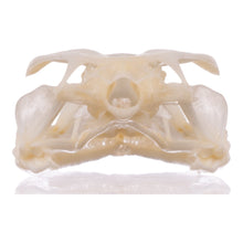 Load image into Gallery viewer, Real Tokay Gecko Skull - Juvenile
