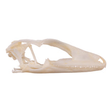 Load image into Gallery viewer, Real Tokay Gecko Skull - Juvenile
