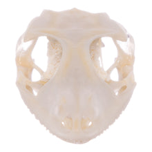 Load image into Gallery viewer, Real Tokay Gecko Skull - Juvenile
