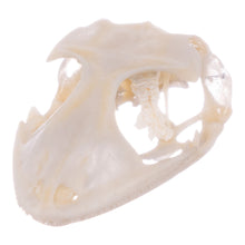 Load image into Gallery viewer, Real Tokay Gecko Skull - Juvenile
