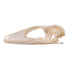 Load image into Gallery viewer, Real Tokay Gecko Skull - Juvenile
