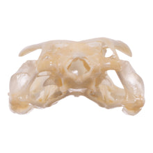 Load image into Gallery viewer, Real Tokay Gecko Skull - Juvenile
