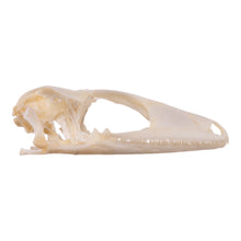 Load image into Gallery viewer, Real Tokay Gecko Skull - Juvenile
