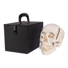 Load image into Gallery viewer, Real Human Skull with Carrying Case
