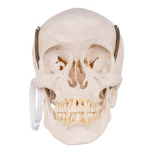 Load image into Gallery viewer, Real Human Skull with Carrying Case
