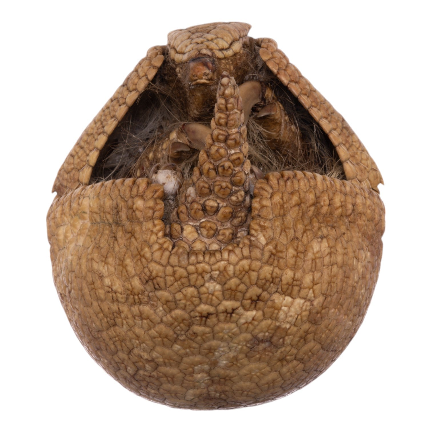 Real Three-banded Armadillo - Freeze-dried