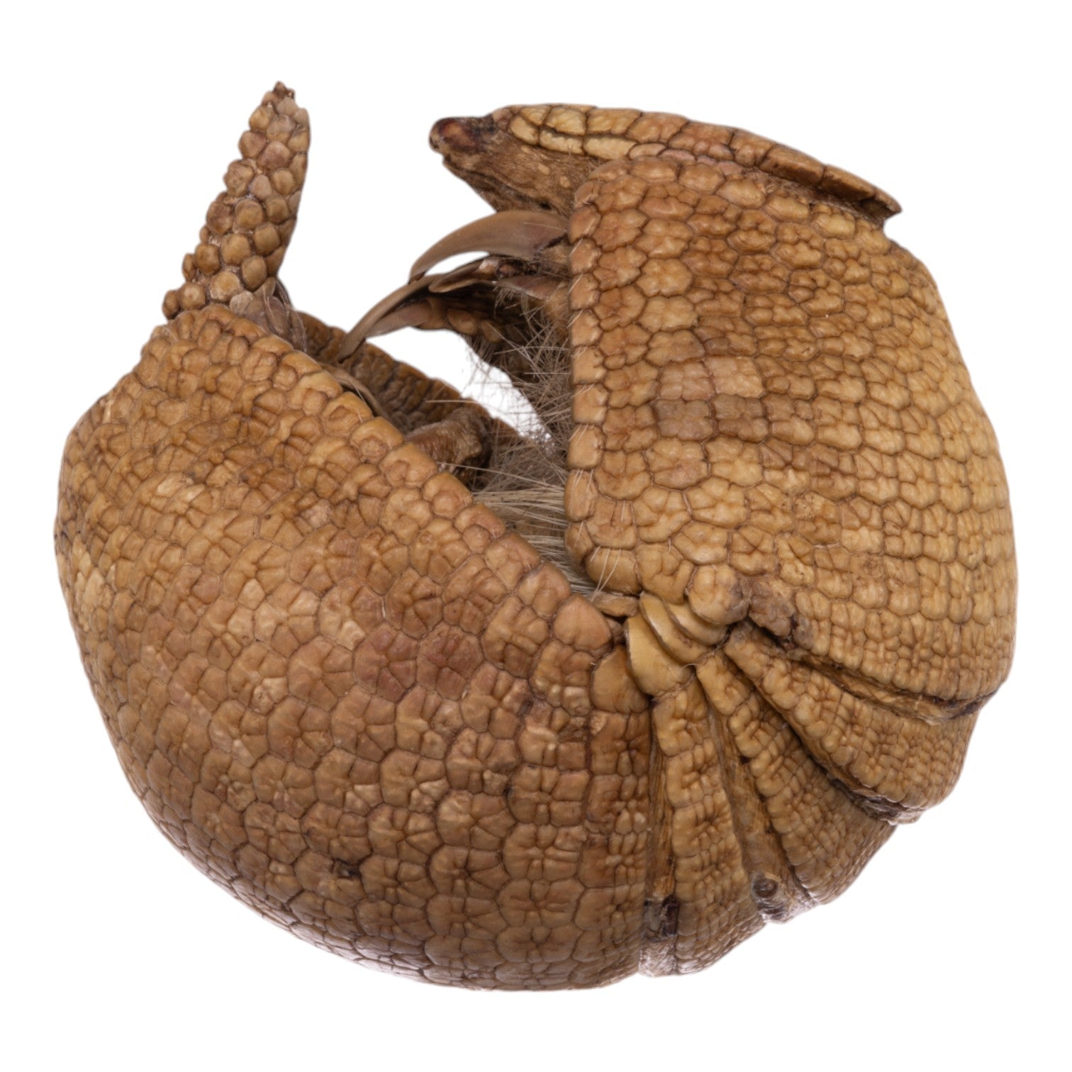 Real Three-banded Armadillo - Freeze-dried