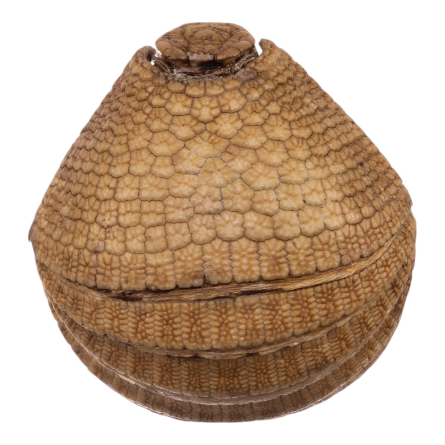 Real Three-banded Armadillo - Freeze-dried