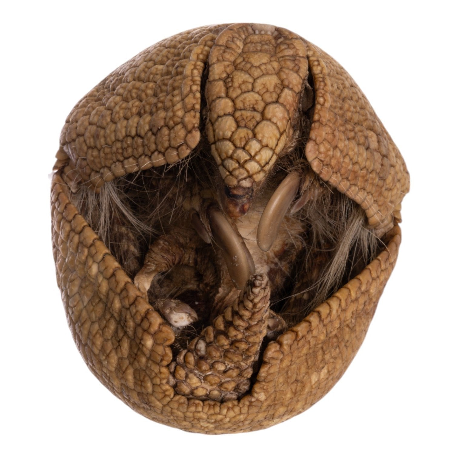 Real Three-banded Armadillo - Freeze-dried