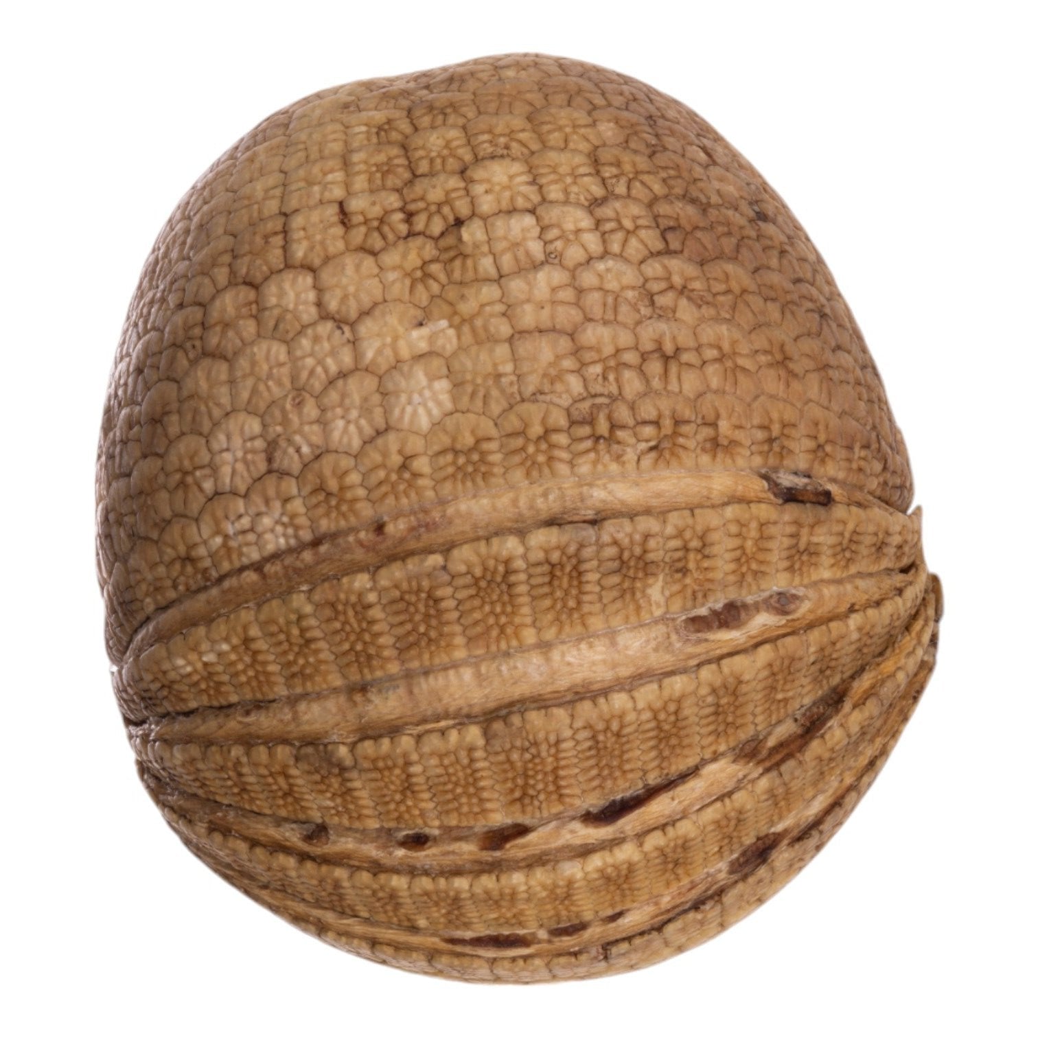 Real Three-banded Armadillo - Freeze-dried