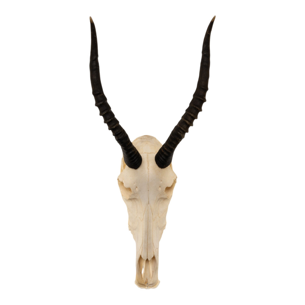 Real Blesbok Skull