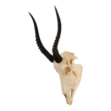 Load image into Gallery viewer, Real Blesbok Skull
