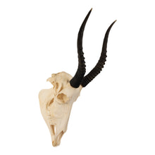 Load image into Gallery viewer, Real Blesbok Skull
