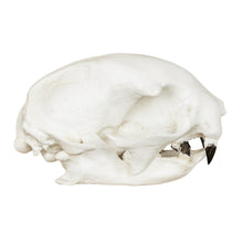 Load image into Gallery viewer, Replica Hoffmann&#39;s Two-toed Sloth Skull
