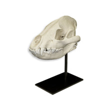 Load image into Gallery viewer, Replica Spotted Hyena Skull
