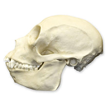 Load image into Gallery viewer, Replica Black Spider Monkey Skull
