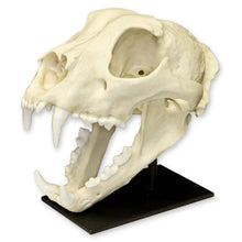 Load image into Gallery viewer, Replica Snow Leopard Skull
