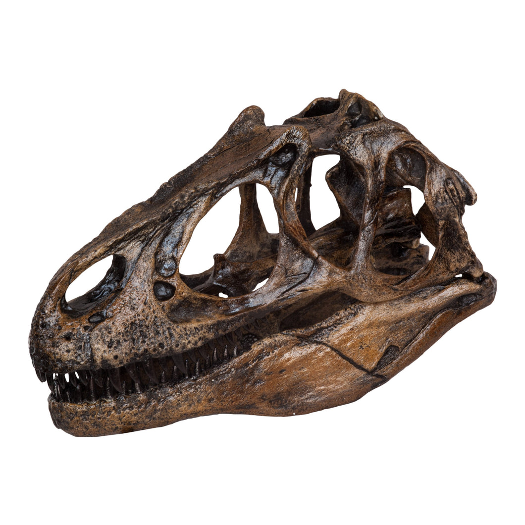 Replica Allosaurus Skull (1:4 Scale)