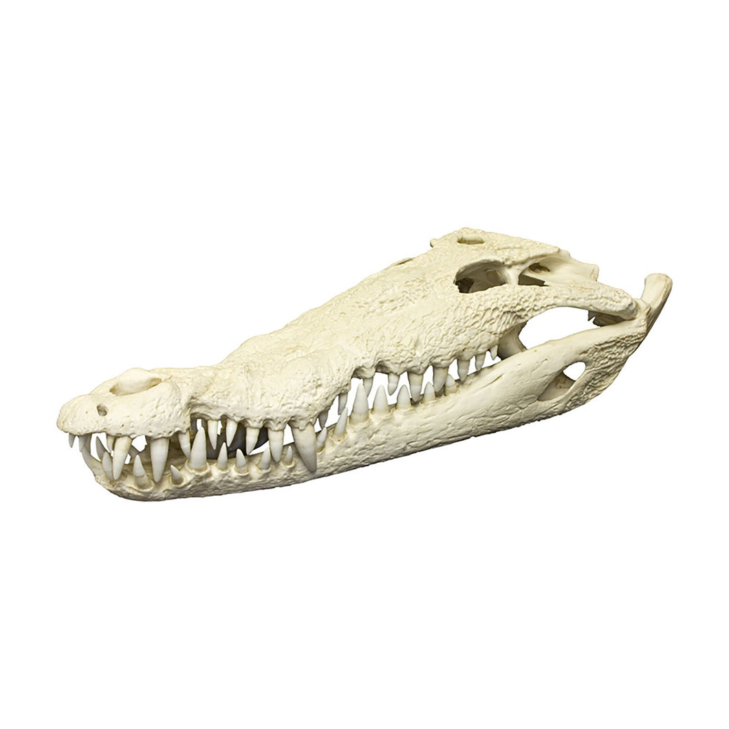 Replica American Crocodile Skull (33.5 in.)