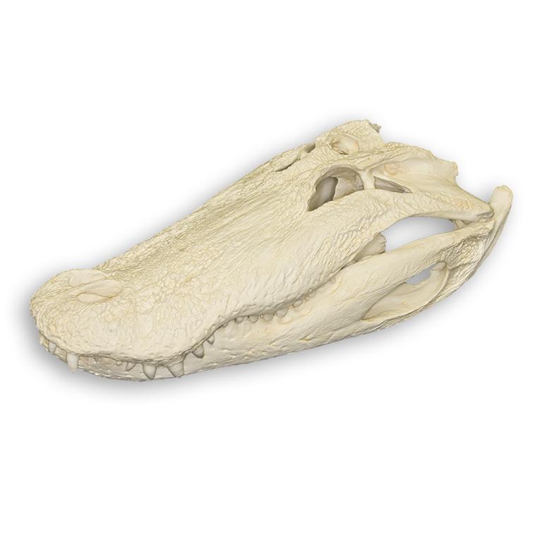 Replica American Alligator Skull (25