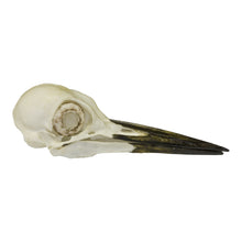 Load image into Gallery viewer, Replica Pileated Woodpecker Skull
