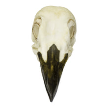 Load image into Gallery viewer, Replica Pileated Woodpecker Skull
