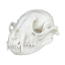 Load image into Gallery viewer, Replica Raccoon Skull - Economy
