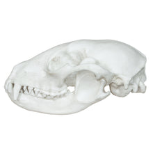 Load image into Gallery viewer, Replica Raccoon Skull - Economy
