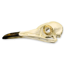 Load image into Gallery viewer, Replica Roadrunner Skull
