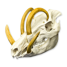 Load image into Gallery viewer, Replica Babirusa Skull

