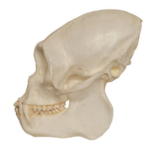Load image into Gallery viewer, Replica Black Spider Monkey Skull
