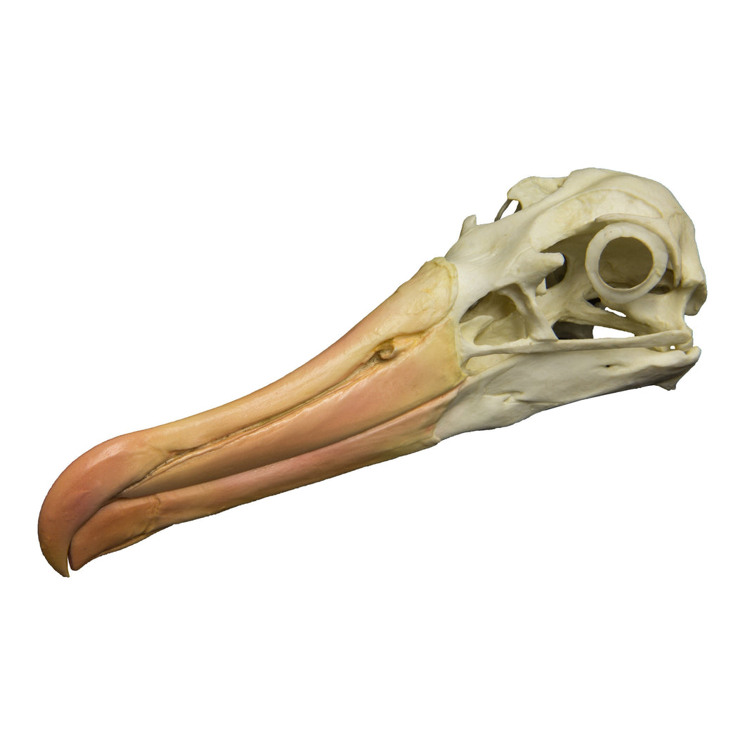 Replica Black-browed Albatross Skull