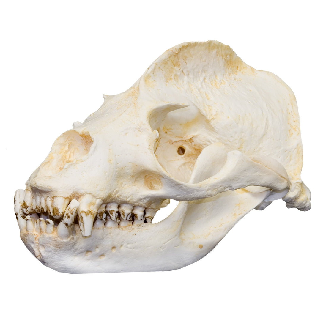 Replica California Sea Lion Skull (Male)