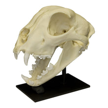Load image into Gallery viewer, Replica Cheetah Skull
