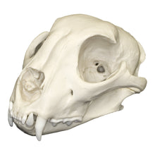 Load image into Gallery viewer, Replica Cheetah Skull
