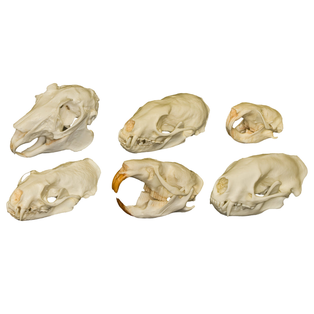 Comparative Skull Set - North American Mammals
