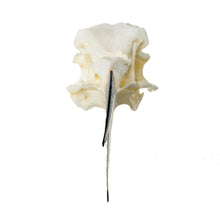 Load image into Gallery viewer, Replica Black Skimmer Skull
