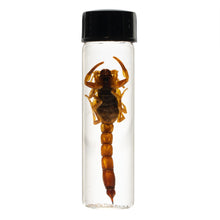 Load image into Gallery viewer, Real Wet Specimen in Alcohol - Arizona Bark Scorpion
