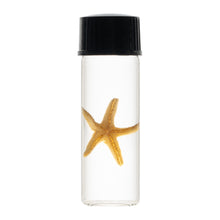 Load image into Gallery viewer, Real Wet Specimen in Alcohol - Starfish
