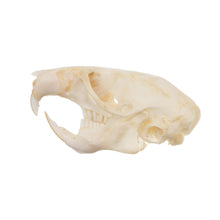 Load image into Gallery viewer, Real Wood Rat Skull
