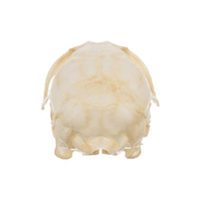 Load image into Gallery viewer, Real Wood Rat Skull
