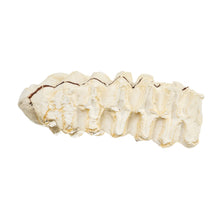 Load image into Gallery viewer, Replica African Elephant Tooth

