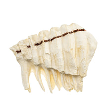 Load image into Gallery viewer, Replica African Elephant Tooth
