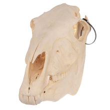 Load image into Gallery viewer, Real Zebra Skull

