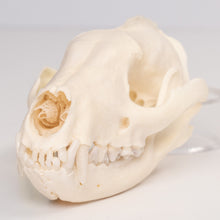 Load image into Gallery viewer, Real African Civet Skeleton - Disarticulated
